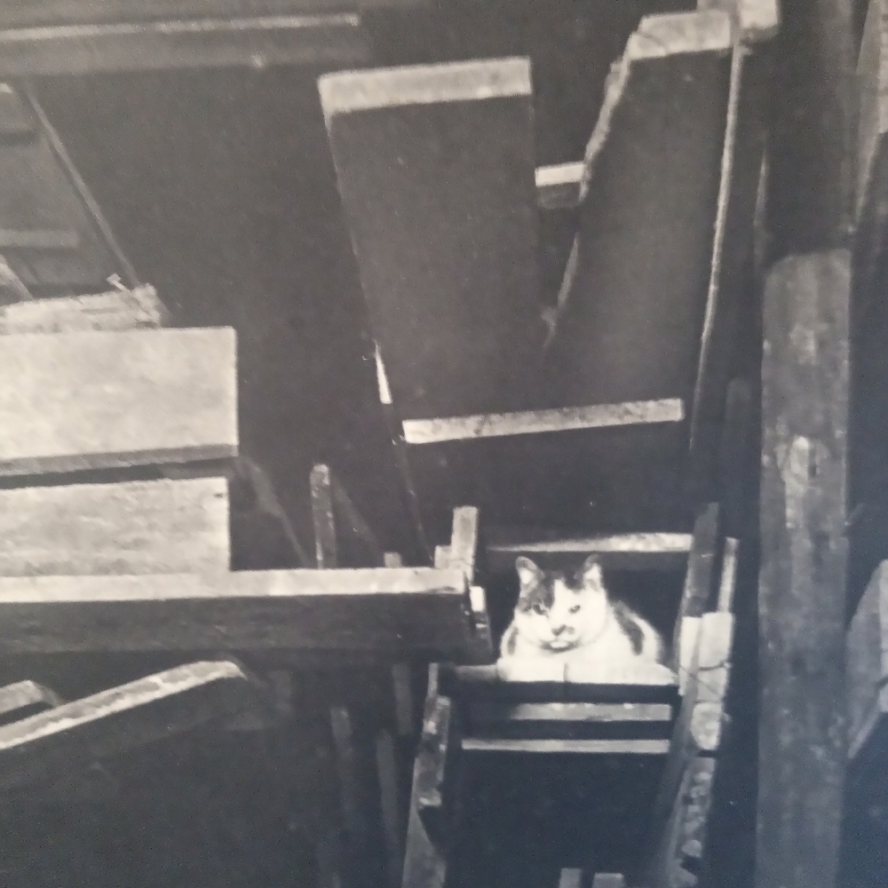 Black and White Cat Art Print